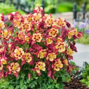 Aquilegia Earlybird Red and Yellow Seeds
