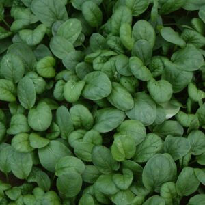 Yukina Savoy Seeds