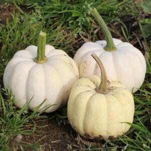 Squash Casperita Seeds