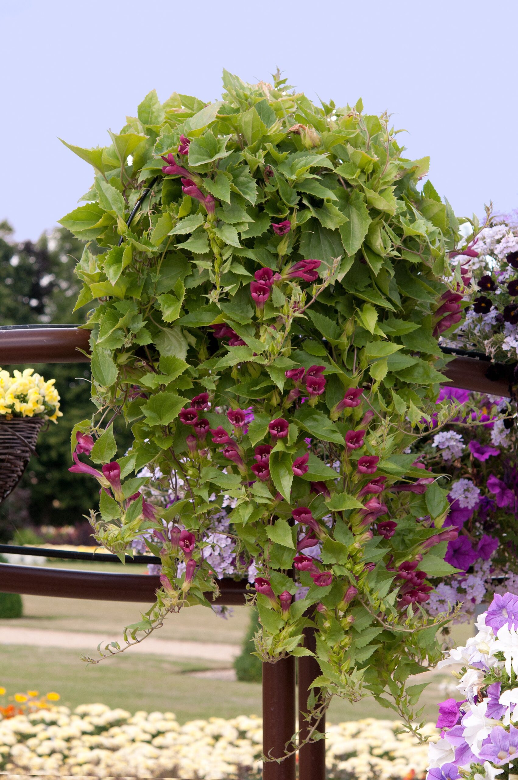 Asarina_Red_Dragon_Bloom_49685-scaled-1.jpg