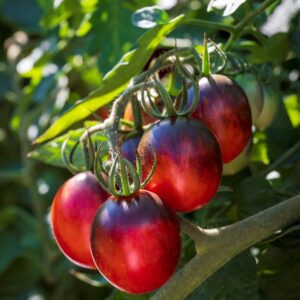 Tomato Black Moon F1 Hybrid Seeds
