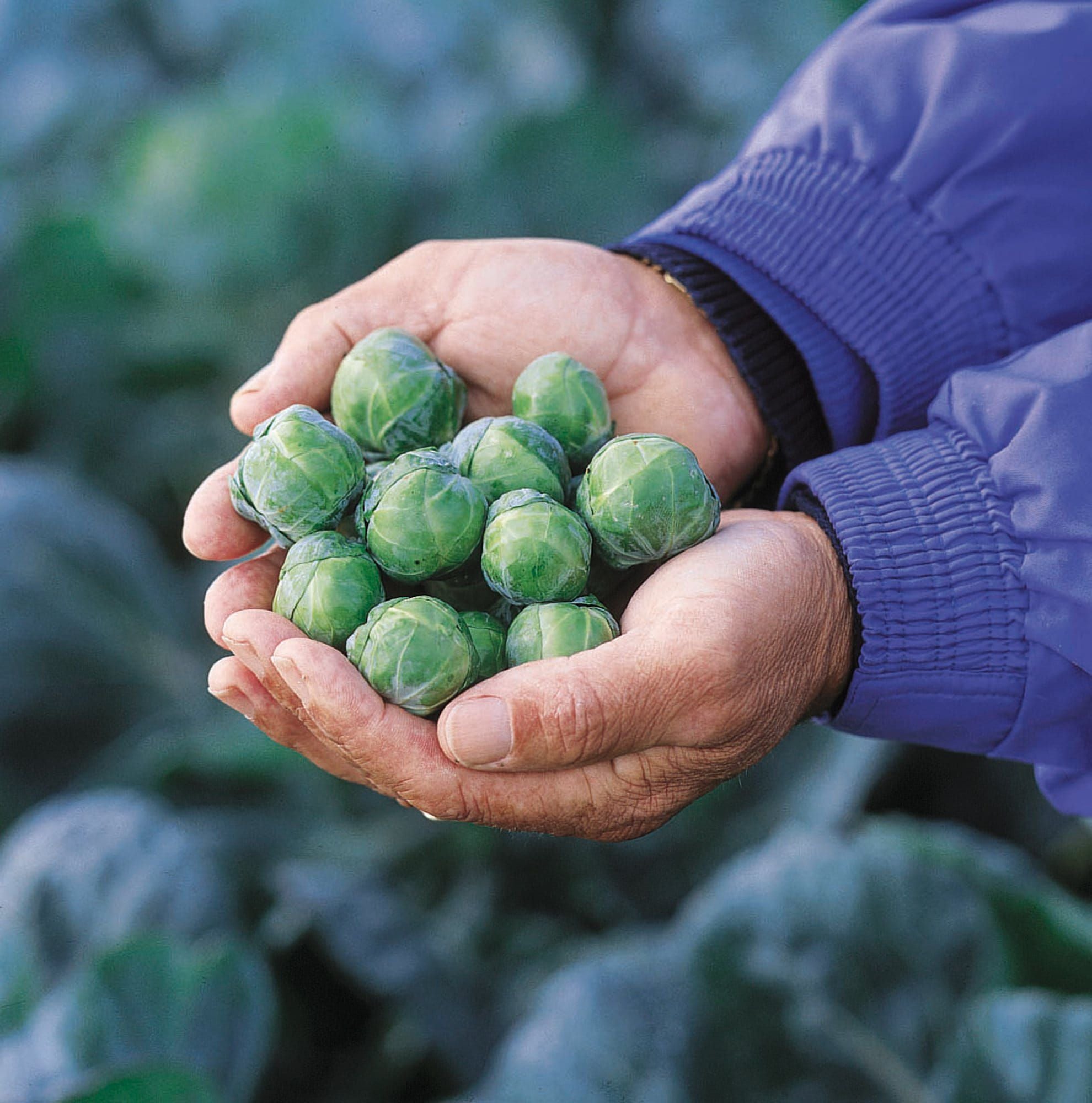 Brussel_Sprout_Brilliant_comp_7bc3b4bc-5a54-42ac-abf1-e4b073210217.jpg