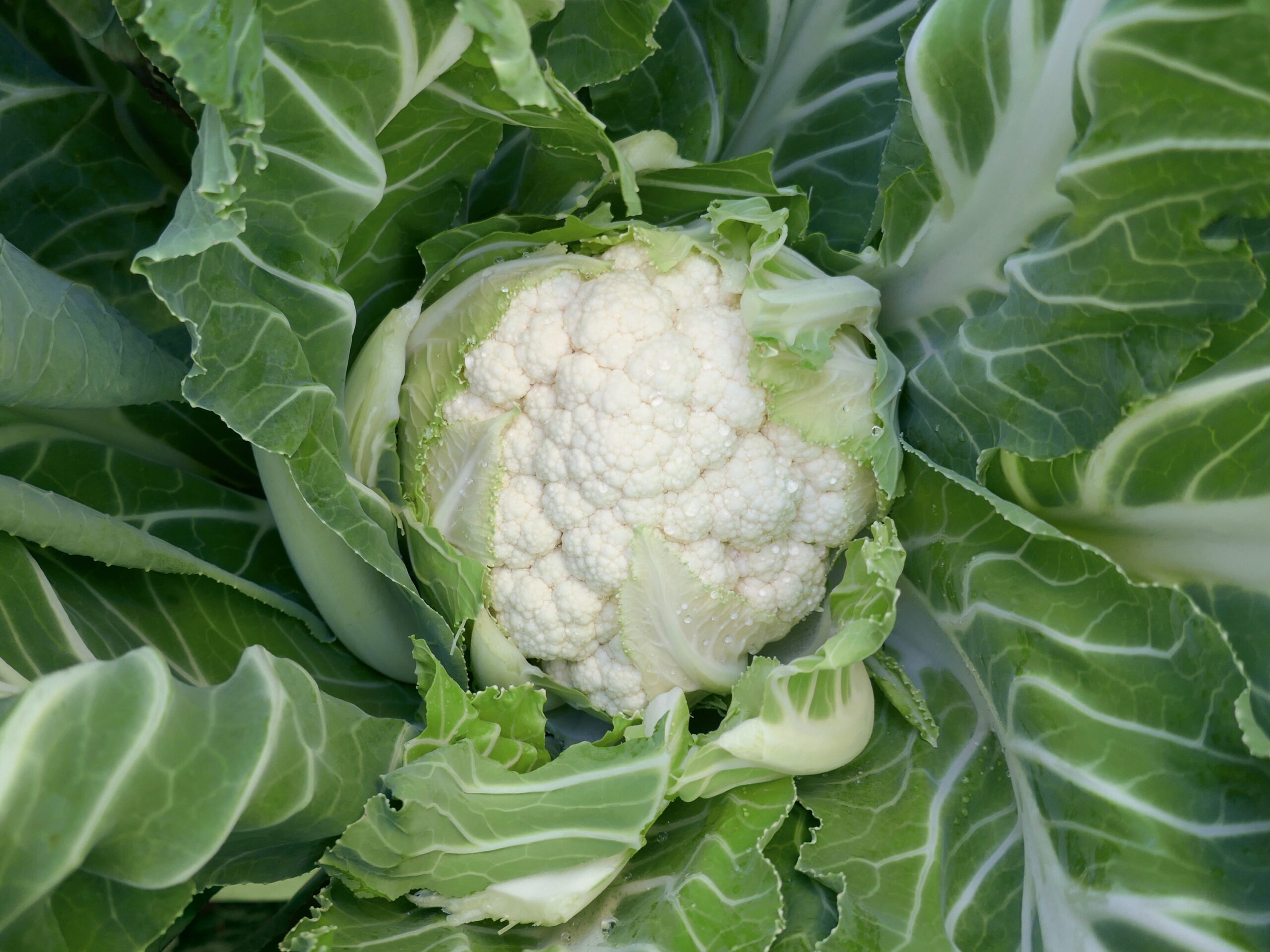 CauliflowerNewlynELS-scaled-1.jpg