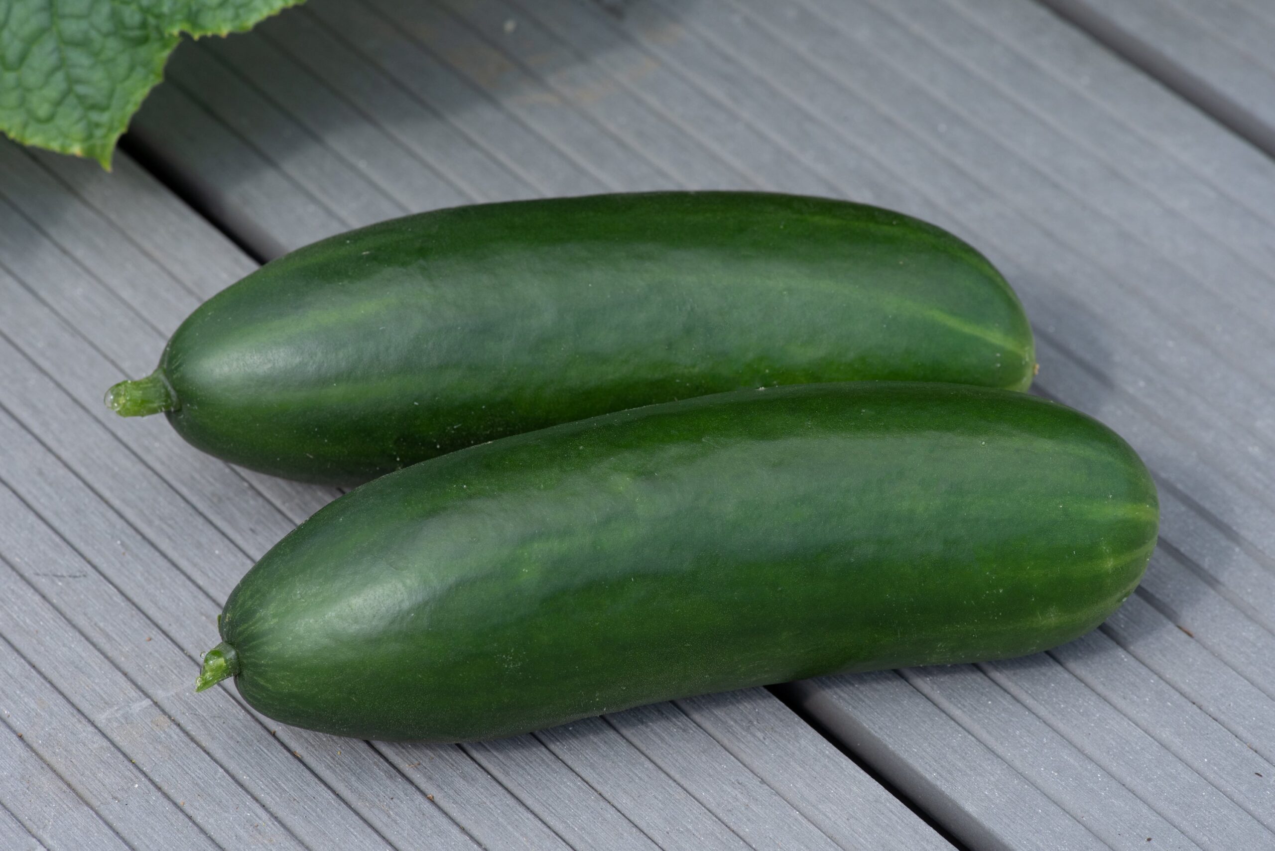CucumberMiniCrisp01-scaled-1.jpg
