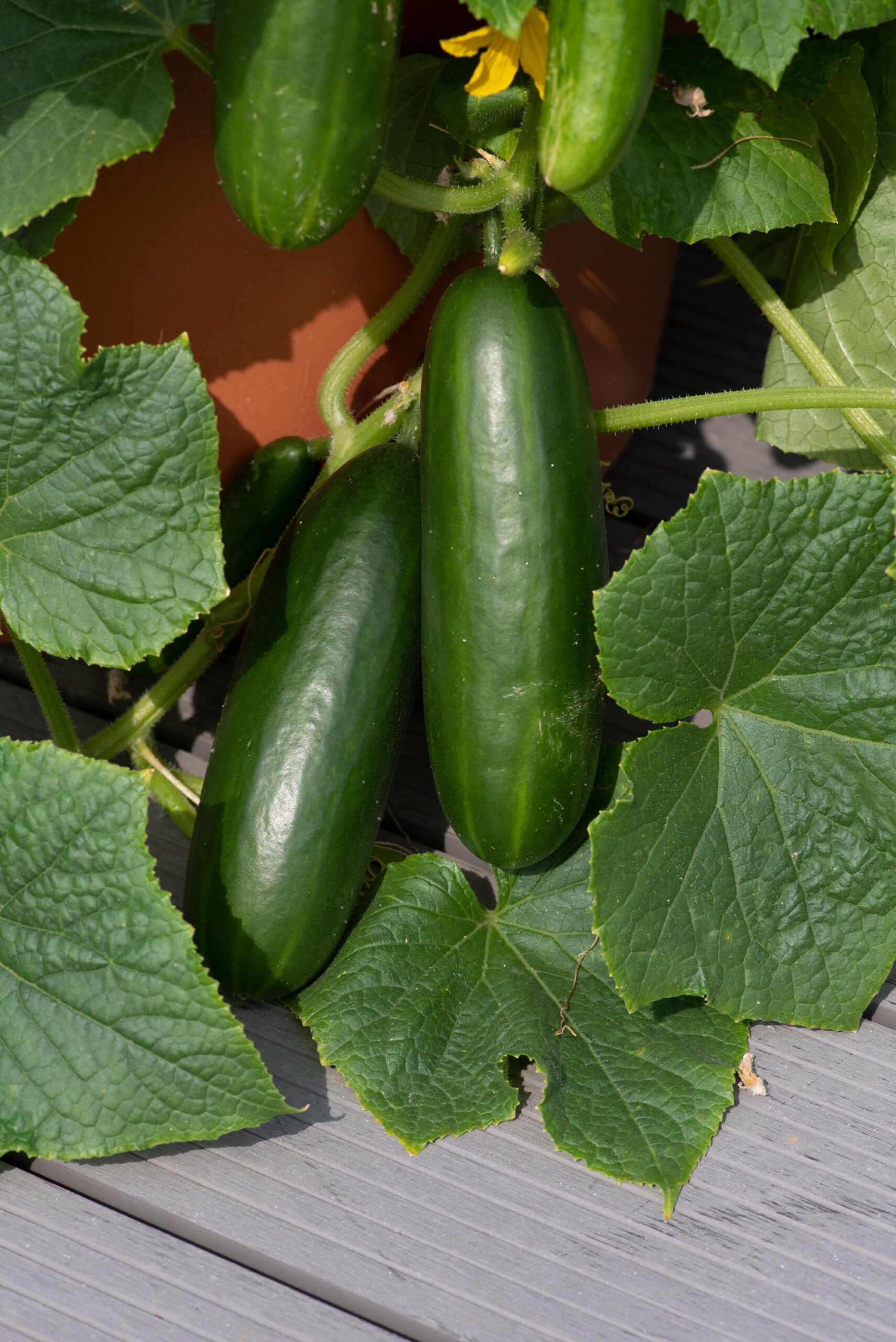 CucumberMiniCrisp02-scaled-1.jpg