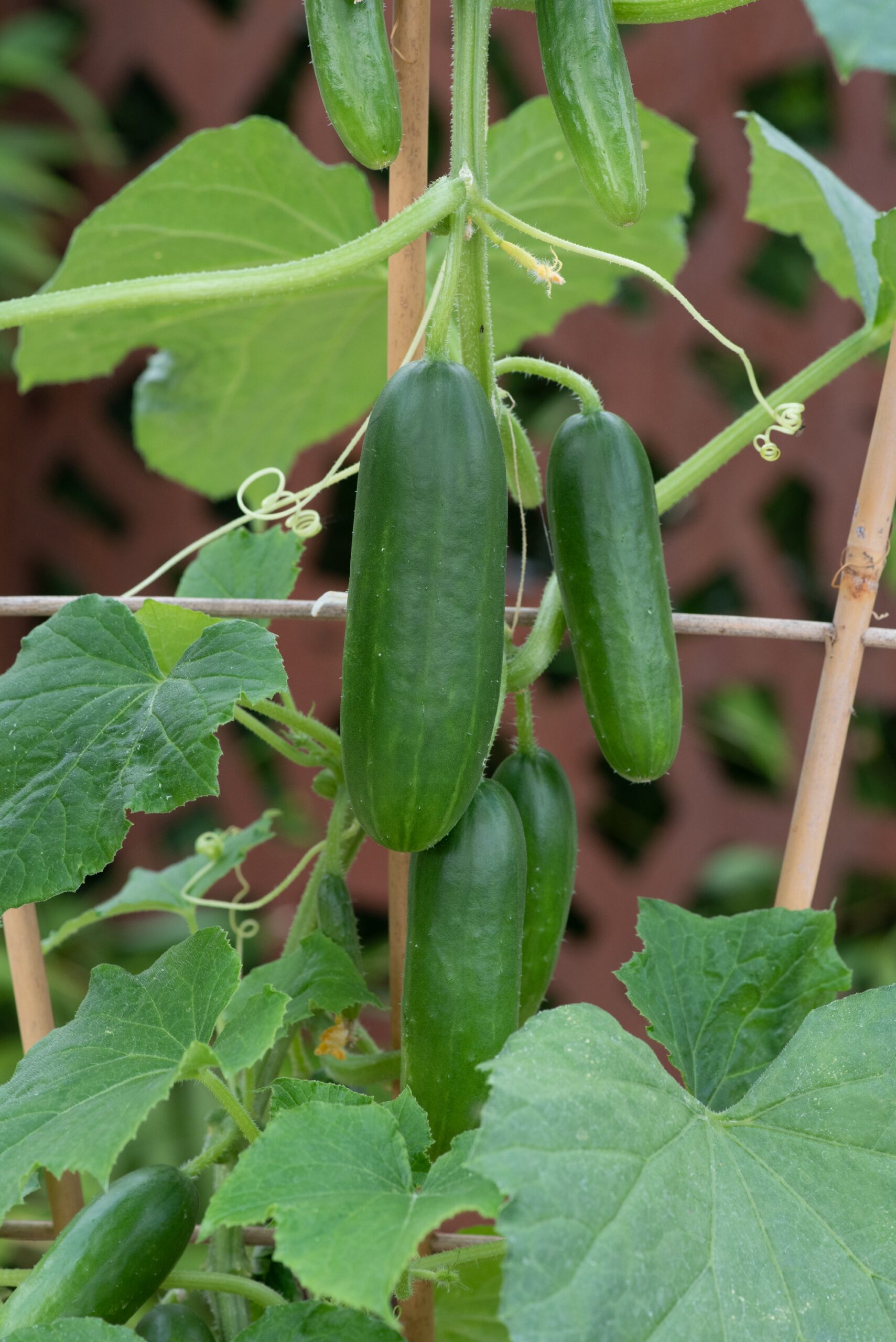 CucumberMiniCrisp03-scaled-1.jpg