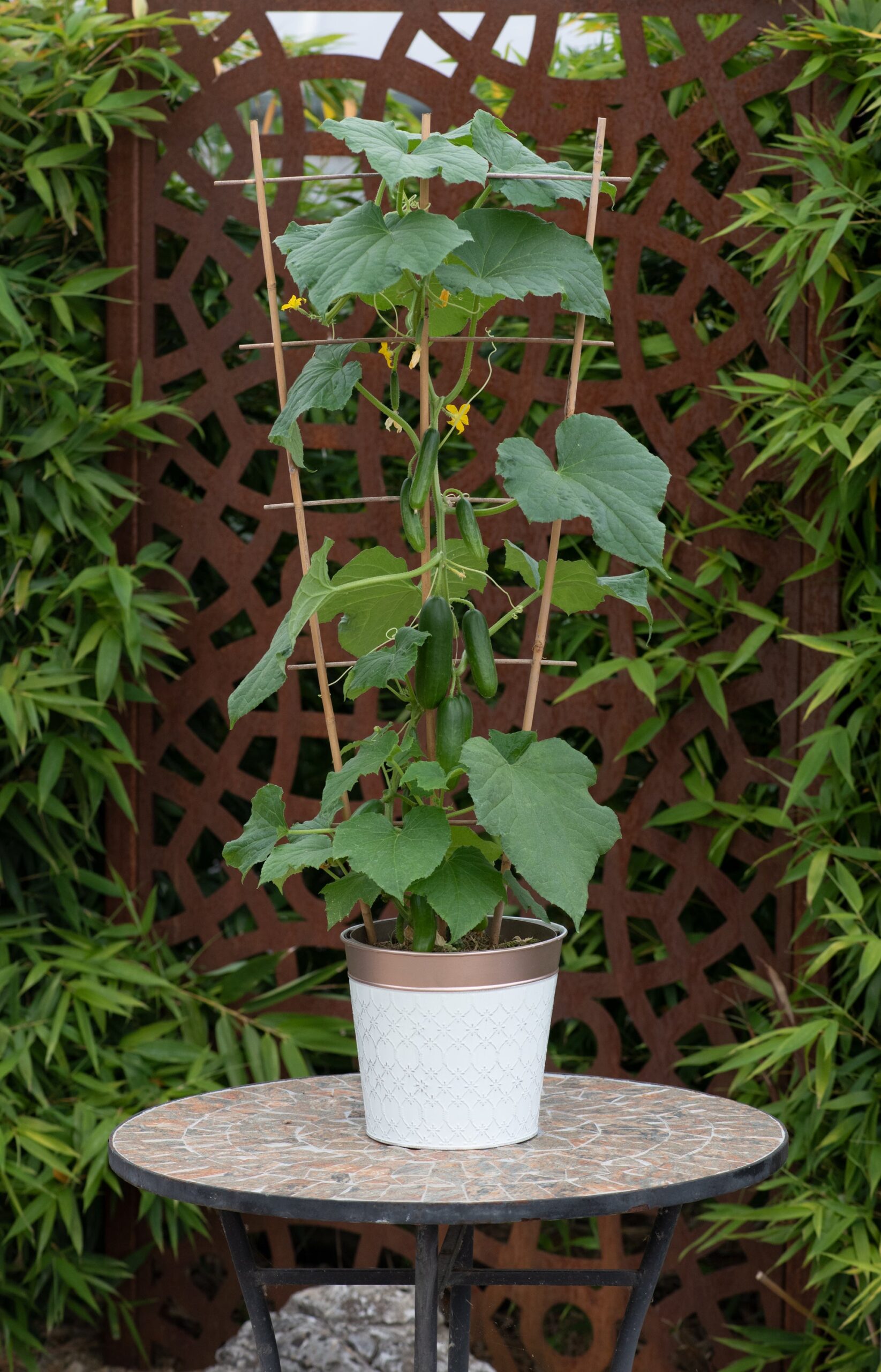 CucumberMiniCrisp04-scaled-1.jpg