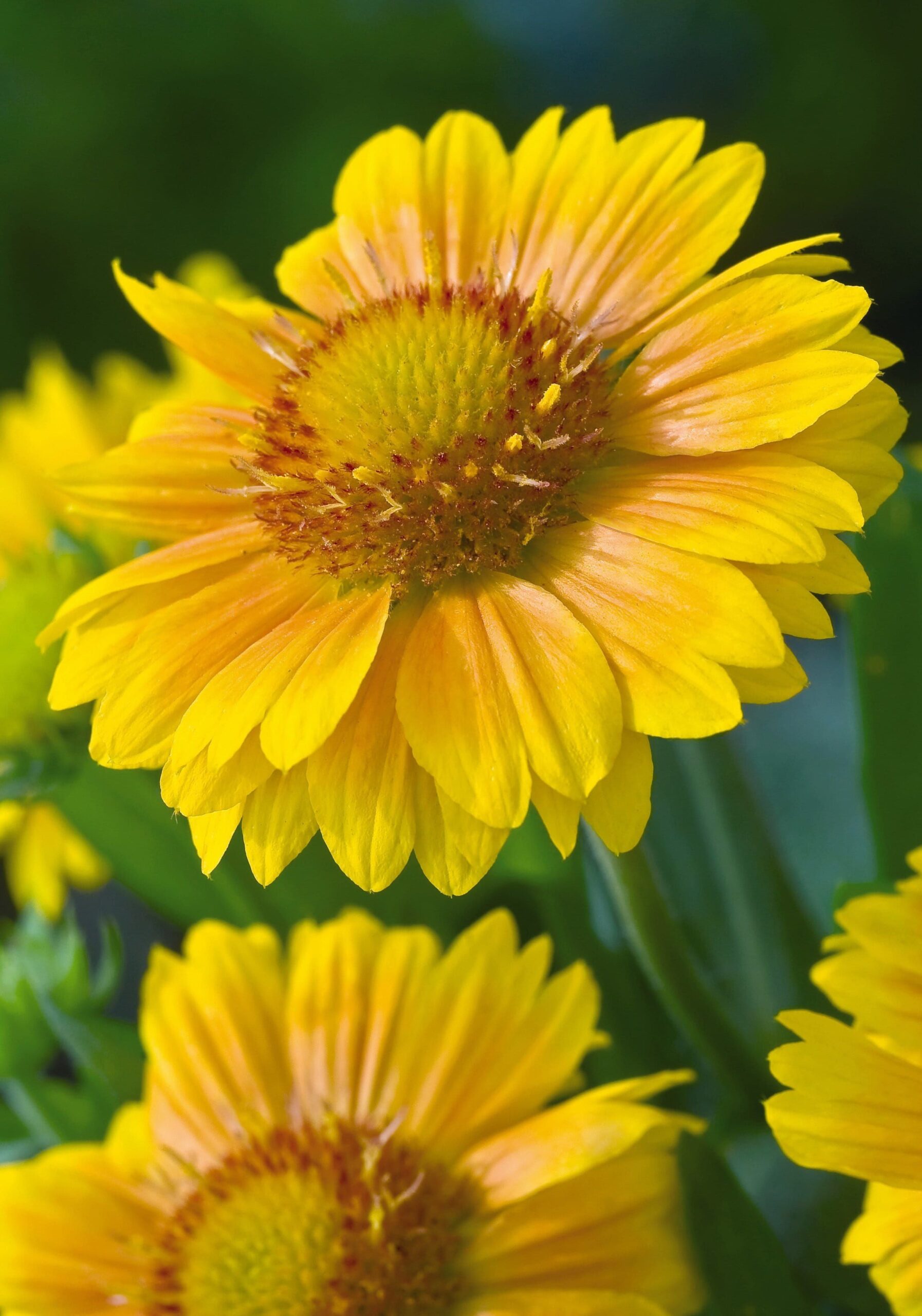 Gaillardia-GrandifloraArizonaApricot_comp_426837c4-6143-428d-b8ca-8014a0931b40-scaled-1.jpg