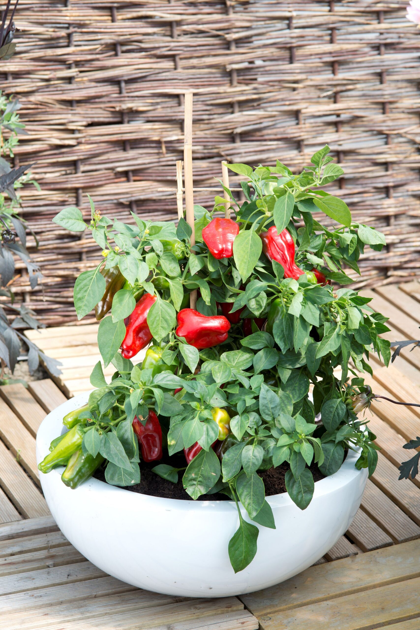 PepperParagon03COM-scaled-1.jpg