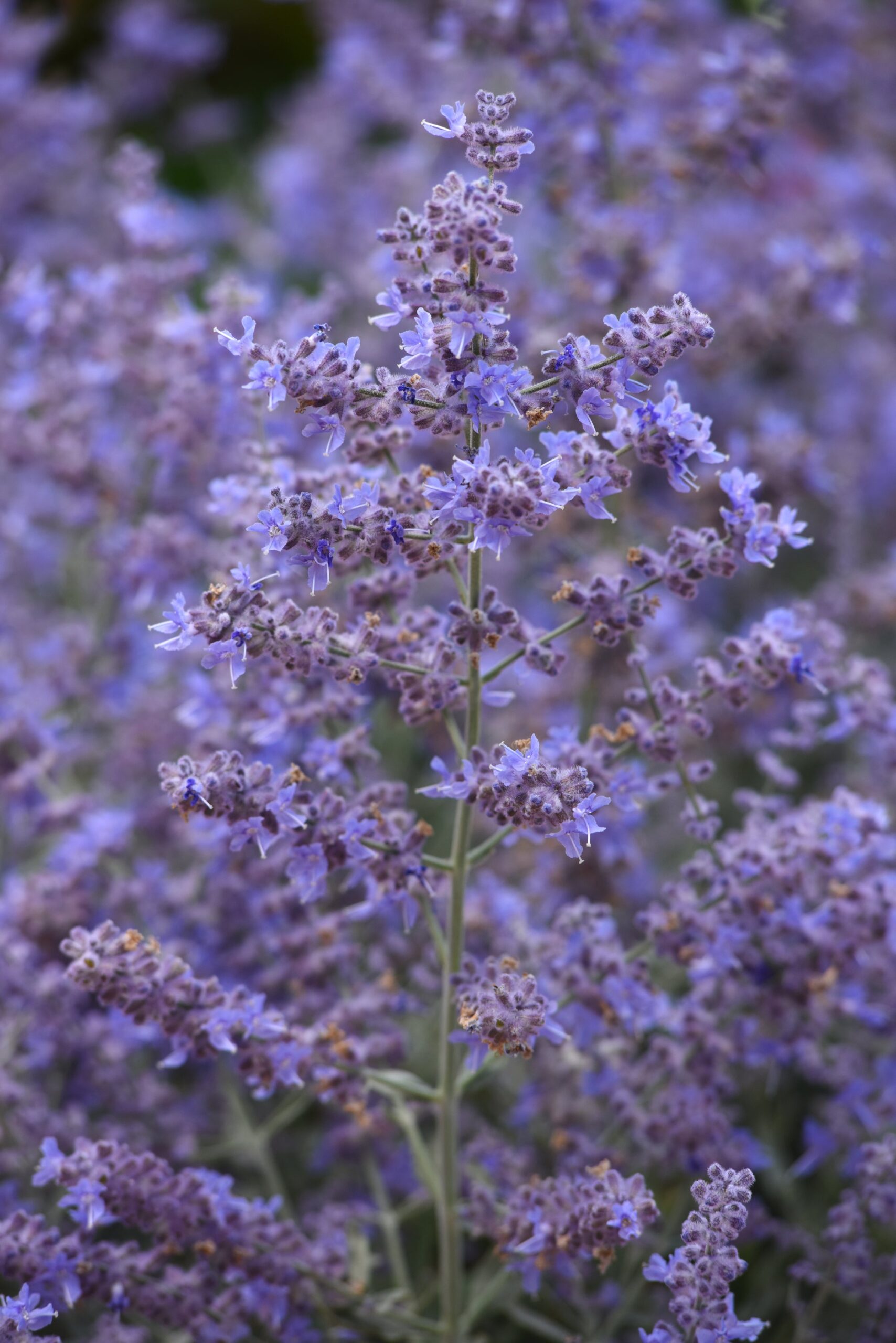 PerovskiaBluesette01-scaled-1.jpg