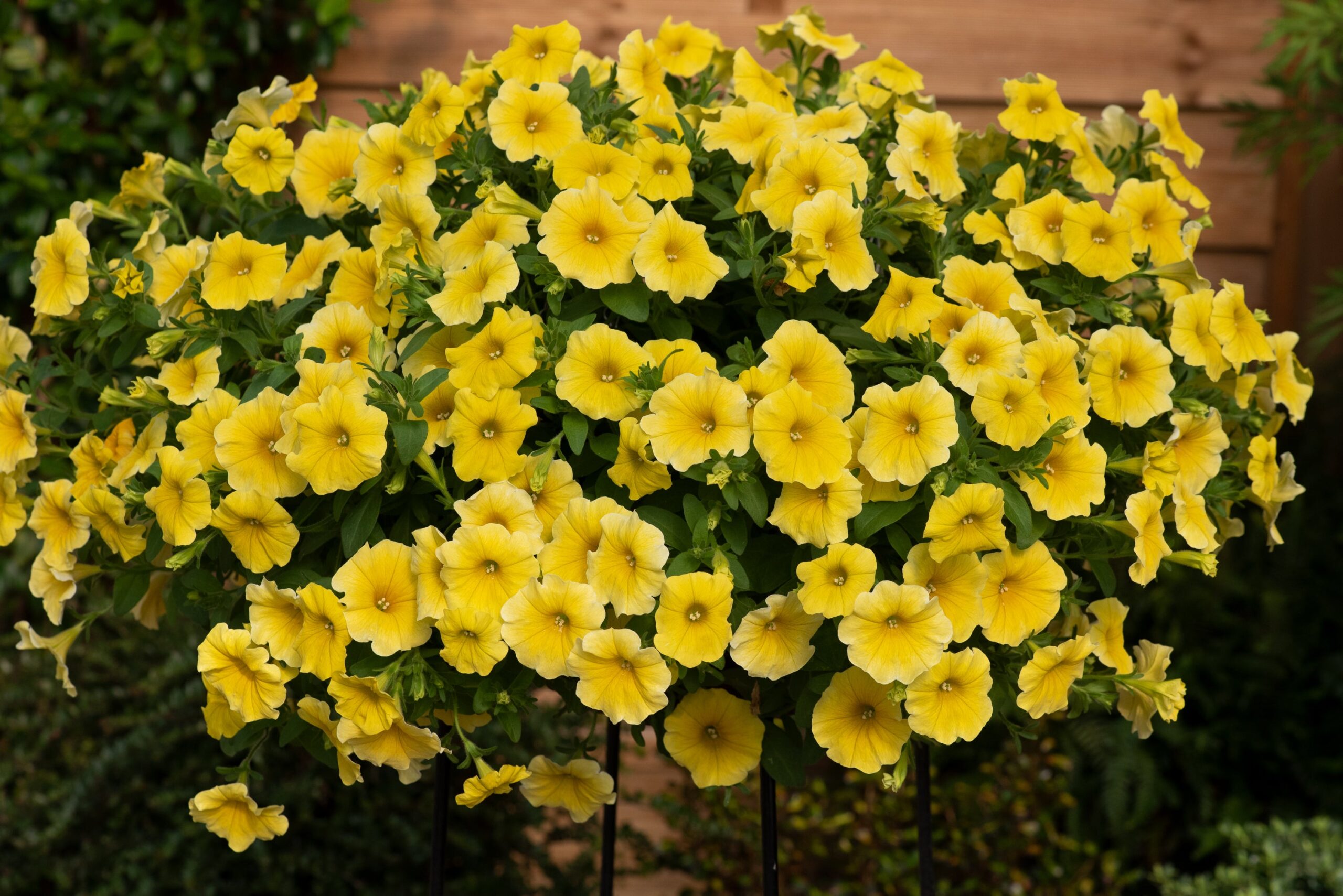 PetchoaCaliburstYellow03-scaled-1.jpg