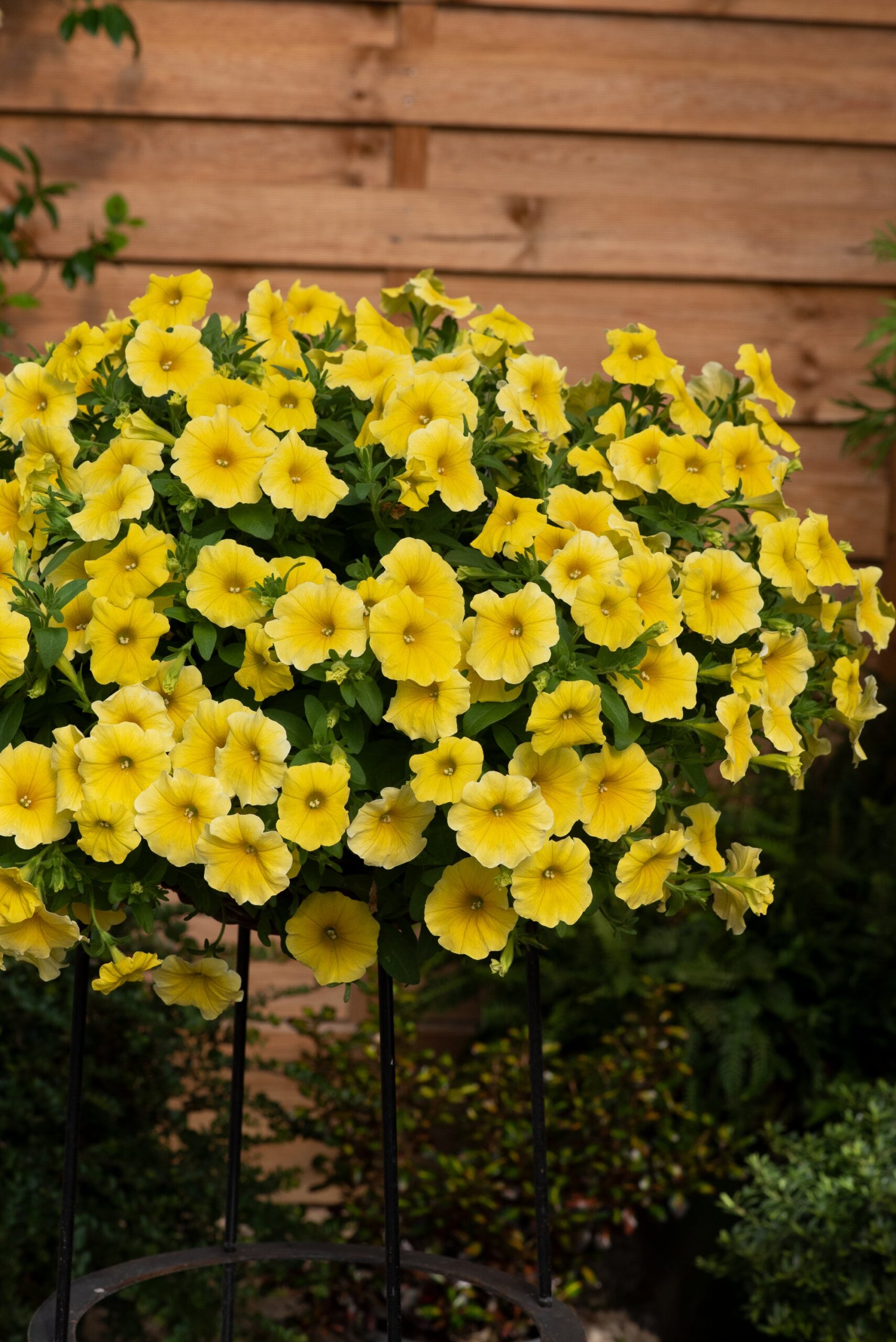PetchoaCaliburstYellow04-scaled-1.jpg