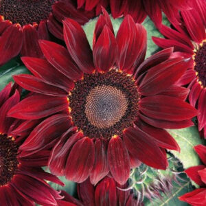 Sunflower Rouge Royal Seeds