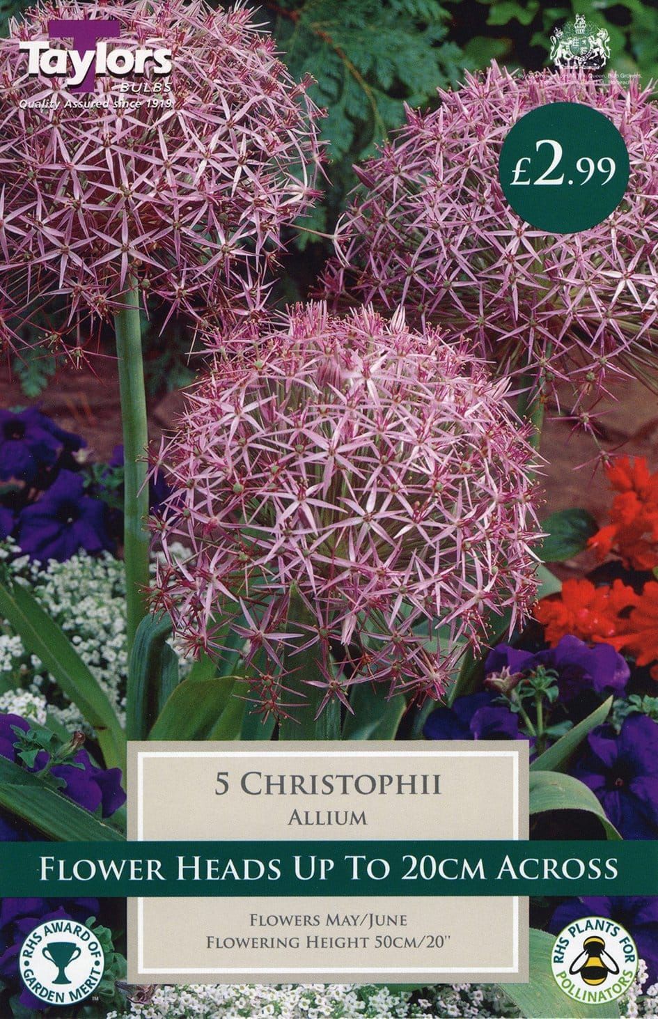 TP691AlliumChristophii_comp_c17fdf39-d9bb-43cf-95aa-c47e61142aa8.jpg
