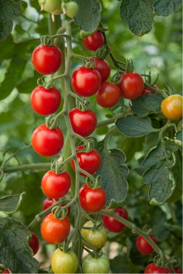 Tomatoconsuelo_comp_dacd2432-51f8-4866-99ef-1e381cd02f85.jpg