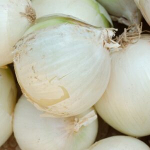 Spring Onion Paris Silverskin Seeds