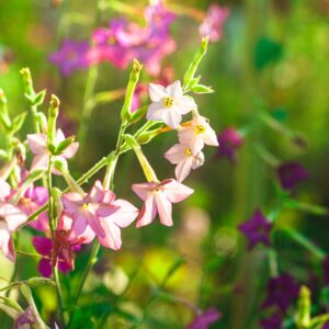 Nicotiana Tinkerbells F2 Hybrid Seeds - Reduced due to short life