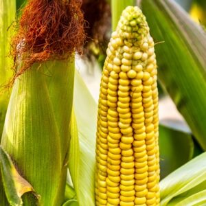 Vegetable - Sweetcorn - Amaize F1 - 125 Seeds