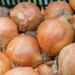 Onion Sets Rumba